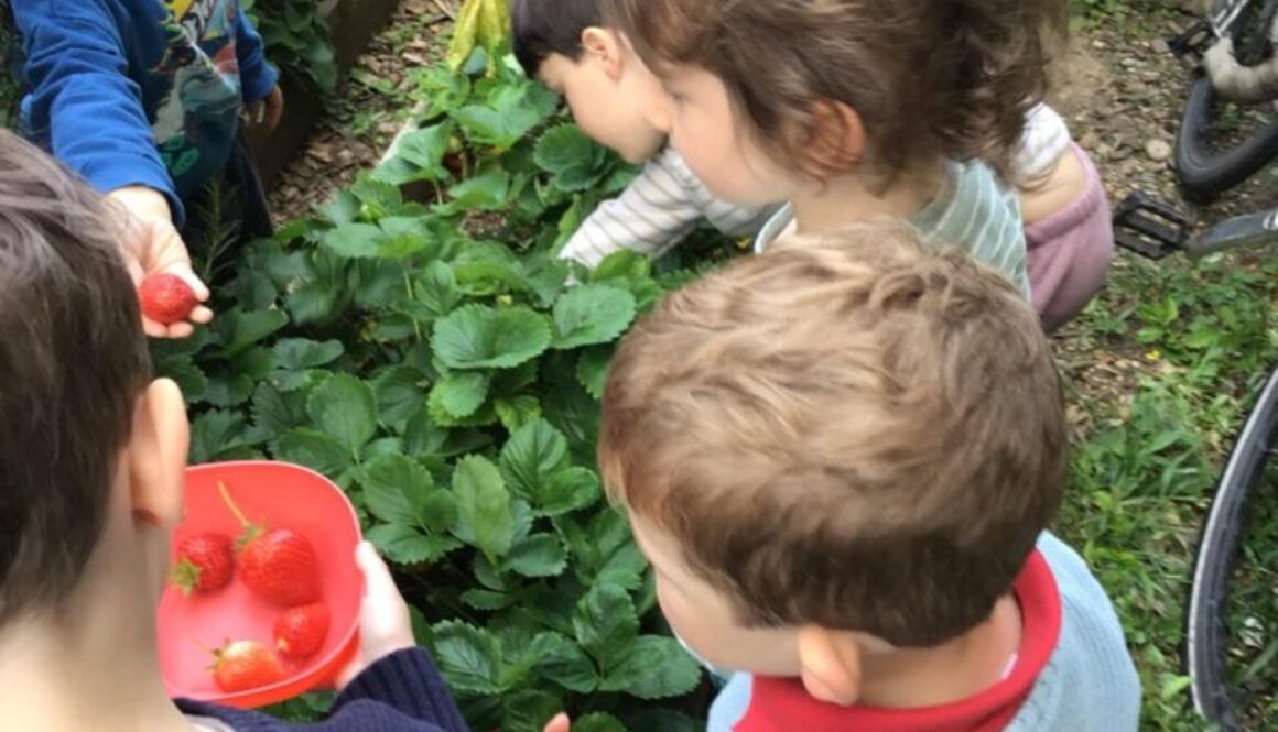 strawberry picking